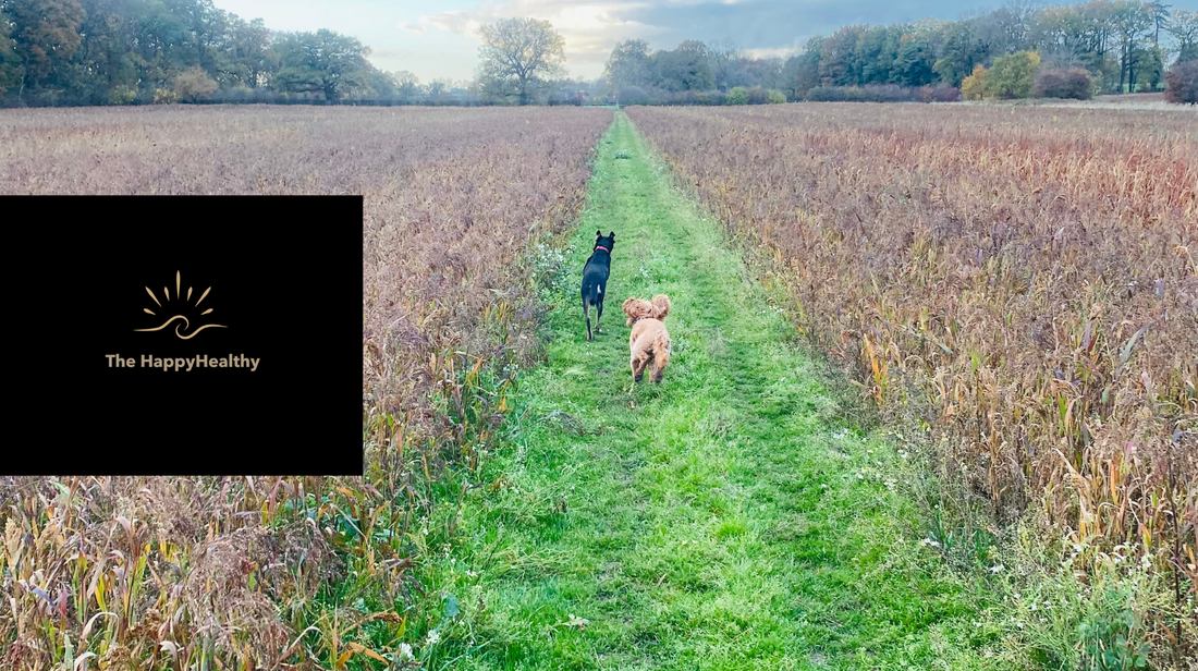 Nurturing Love and Connection in a Busy World: Why It Matters for Your Mood, Happiness, and Wellbeing